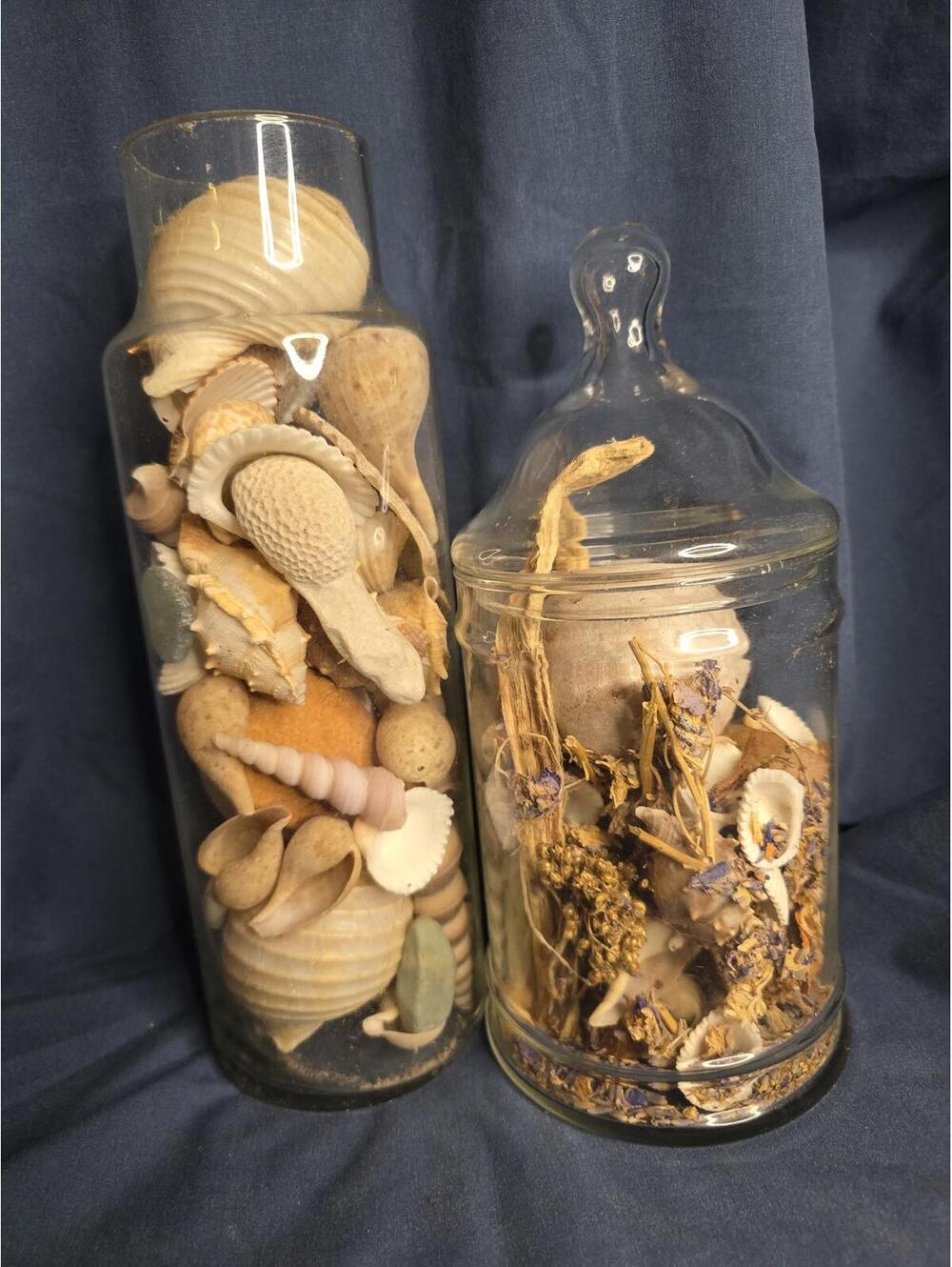 Set of 2 Decorative GlassJars Filled with Natural Seashells and Dried Botanicals